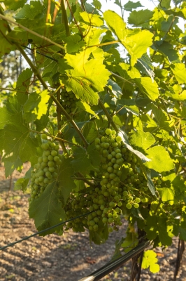 Grape Fruits Close View in Vineyard