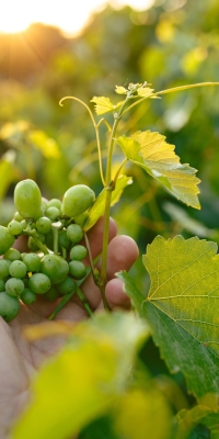 The male hand and grape brunch, work on a family farm