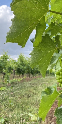 unripe leaves and grapes on farm in france