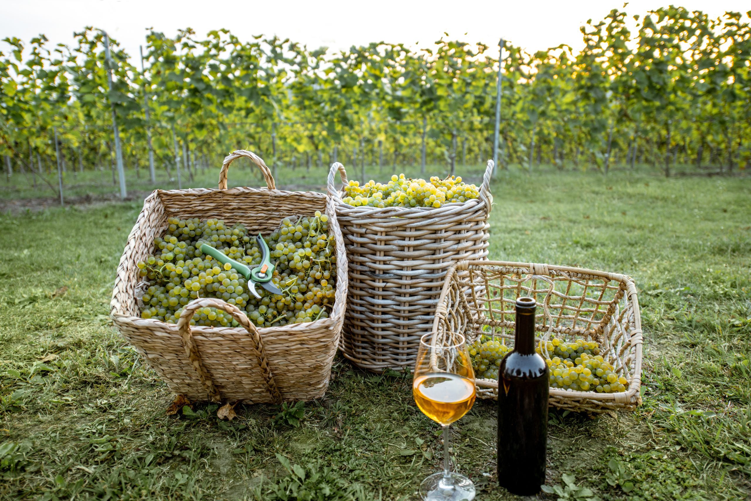 Wine and baskets with grapes on the vineyard